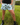 Everyday Outdoor Footy Shorts With Zip Pockets - Kookaburra Light Blue - Wildlyready