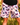 Everyday Outdoor Longline Shorts - Butterfly Pink - Wildlyready