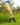 Gardening Protection Leg Sleeves - Bees - Wildlyready