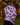 Sun Balaclava UPF 50+ - Butterfly Pink - Wildlyready