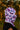 Sun Balaclava UPF 50+ - Butterfly Pink - Wildlyready