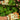 Gardening Gloves - Wildlyready