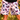Everyday Outdoor Longline Shorts - Butterfly Pink - Wildlyready