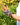 Gardening Gloves - Butterfly - Wildlyready