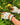 Gardening Gloves - Kookaburra White - Wildlyready