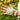 Gardening Gloves - Kookaburra White - Wildlyready