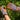 Gardening Gloves - Mixed Floral - Wildlyready