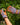 Gardening Gloves - Mixed Floral - Wildlyready