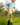 Gardening Protection Leg Sleeves - Bees - Wildlyready