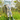 Gardening Protection Leg Sleeves - Blue Wren - Wildlyready