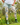 Gardening Protection Leg Sleeves - Blue Wren - Wildlyready