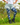 Gardening Protection Leg Sleeves - Cockatoo Blue - Wildlyready