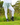Gardening Protection Leg Sleeves - White - Wildlyready